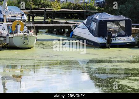 Weed festooned Lough Neagh. Bateaux à Kinnego marina avec forte croissance des mauvaises herbes et floraison des algues sur Lough Neagh 2023. Banque D'Images