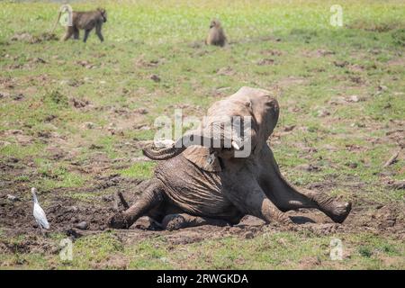 Bébés éléphants ( Loxodonta africana) jouant dans la boue. Les animaux apprécient leur bain de boue. Parc national du Bas-Zambèze, Zambie Banque D'Images