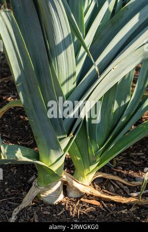 Motifs naturels de gros plan de poireau «Blauwgroene Winter Bandit», Allium porrum «Blauwgroene Winter Bandit, sous le soleil de fin d'été Banque D'Images