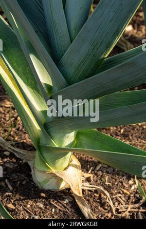 Motifs naturels de gros plan de poireau «Blauwgroene Winter Bandit», Allium porrum «Blauwgroene Winter Bandit, sous le soleil de fin d'été Banque D'Images