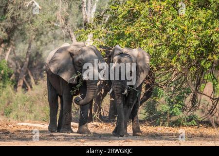 2 éléphants (Loxodonta africana) se tenant ensemble dans la forêt d'acacia albida du parc national du Bas-Zambèze, Zambie Banque D'Images