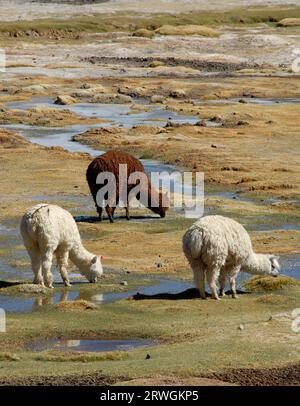 Alpagas pâturant dans le parc national de Lauca près de la frontière de la Bolivie, Chili Banque D'Images