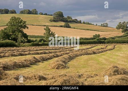 Nuages de pluie au-dessus du champ avec des rangées d'herbe fraîchement coupée récoltées pour le foin endommagé par la pluie constante Cotswolds UK Banque D'Images