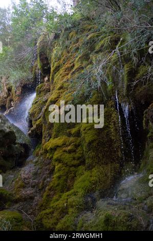 Vega del Codorno, Nacimiento de Río Cuervo Banque D'Images