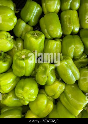 Green Capsicum est un genre de plantes à fleurs de la famille des solanacées, originaire des Amériques, cultivées dans le monde entier pour leur piment Banque D'Images