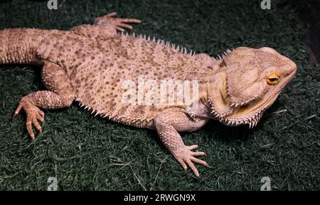 dragon barbu assis sur le bois, lézard en colère sur fond noir, animaux closeup. Photo de haute qualité Banque D'Images