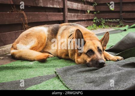 Chien berger allemand couché. Chien de garde fatigué. Meilleur ami humain. Chien de berger adulte. Adorable chien triste. Chien pedigree sur la cour arrière. Dépression animale. Banque D'Images