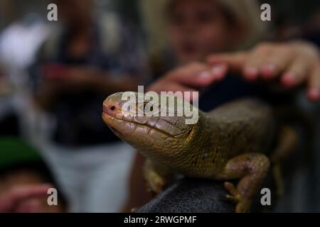 Les Îles Salomon Skink sur fond blanc. Photo de haute qualité Banque D'Images