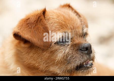 Gros plan de ma chienne Nami où vous pouvez voir du mucus dans ses yeux et le manque de dents en raison de son âge avancé. Banque D'Images