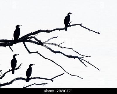 Grand Cormoran silhouette au repos Phalacrocorax carbo Abberton Reservoir, Essex, UK BI037028 Banque D'Images