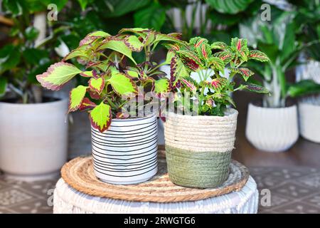 Deux plantes différentes d'ortie peintes en pot 'Coleus Blumei' dans des pots de fleurs sur la table dans le salon Banque D'Images