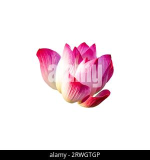 Gros plan d'un lotus rose entièrement fleuri. Les pétales rose doux avec une sous-teinte blanche apportent un sentiment de tranquillité à l'image. Isolé. Banque D'Images