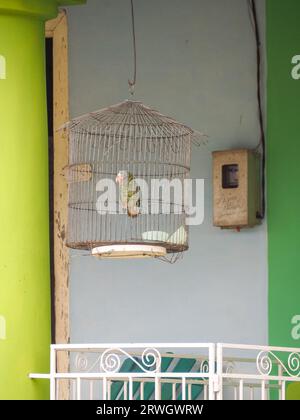 Oiseau dans une cage à oiseaux à Cuba. Photo de Liz Roll Banque D'Images