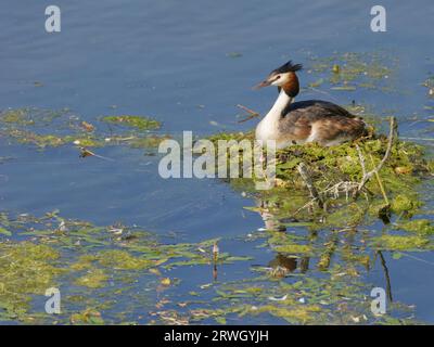 Great Crested Grebe - assis sur le nid Podiceps cristatus Essex, UK BI037130 Banque D'Images