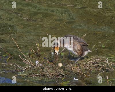 Great Crested Grebe - sur le nid avec poussin Podiceps cristatus Essex, UK BI037158 Banque D'Images