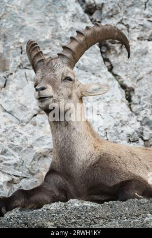 Le bouquetin alpin (Capra Ibex), également connu sous le nom de steinbock, bouquetin, ou simplement bouquetin, est une espèce de chèvre sauvage qui vit dans les montagnes de l'EUR Banque D'Images