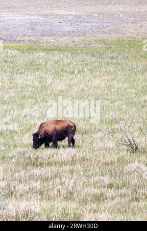 le bison d'amérique broute sur de longues herbes dans un pré, une île antilope, un lac salé, utah Banque D'Images