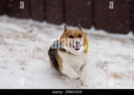 corgi courant à travers la neige tombante Banque D'Images