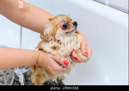 Chien Spitz prenant une douche avant de couper les cheveux au salon de toilettage. Banque D'Images