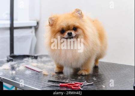 Chien Spitz lors d'une coupe de cheveux dans un salon pour animaux de compagnie. Banque D'Images