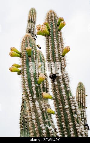 Fleurs de Cactus Banque D'Images