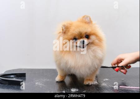 Toilettage des chiens Spitz Pomeranian dans la cabine. Soins professionnels pour le chien. Banque D'Images