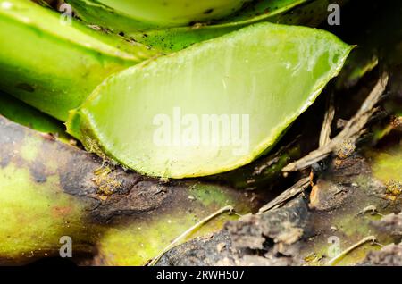 Section transversale de l'Aloe Vera Banque D'Images