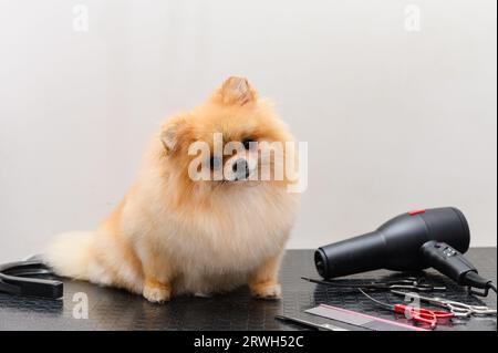 Chien Spitz lors d'une coupe de cheveux dans un salon pour animaux de compagnie. Banque D'Images