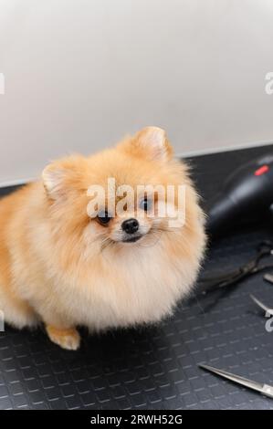 Chien Spitz lors d'une coupe de cheveux dans un salon pour animaux de compagnie. Banque D'Images