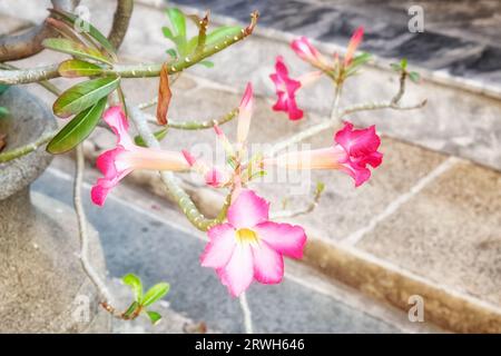 Florissant dans un pot en pierre grise, une rose du désert vibrante (Adenium obesum) arbore ses fleurs roses et blanches aux côtés de feuilles vertes brillantes. Banque D'Images