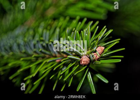 Gros plan d'une branche de sapin vert avec des aiguilles courtes sur fond noir Banque D'Images