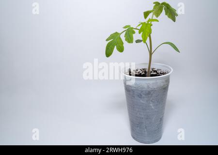 Petite plante de tomate dans une tasse avec fond blanc Banque D'Images