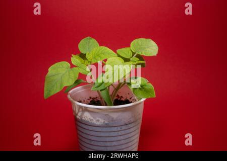 Plants de tomates dans un gobelet en plastique blanc avec fond rouge Banque D'Images