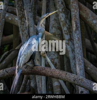 Les Anhingas nagent avec seulement leur tête et leur long cou visibles au-dessus de la surface de l'eau ; par conséquent, ils sont parfois appelés «oiseaux serpents». Banque D'Images