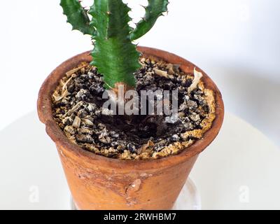 Moisissure jaune dans le pot de fleur dans le sol de plante d'intérieur, gros plan. Banque D'Images