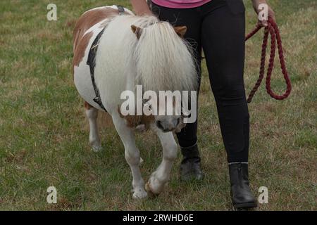 Petit poney shetland brun et blanc marchant une corde Banque D'Images