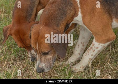 Deux chiens de chasse côte à côte reniflant le sol dans un champ Banque D'Images