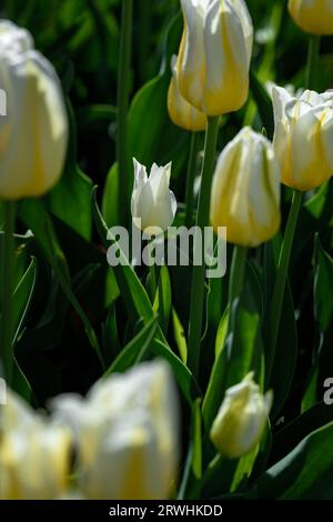 Minuscule tulipe jaune et blanche parmi les grandes fleurs - printemps Banque D'Images