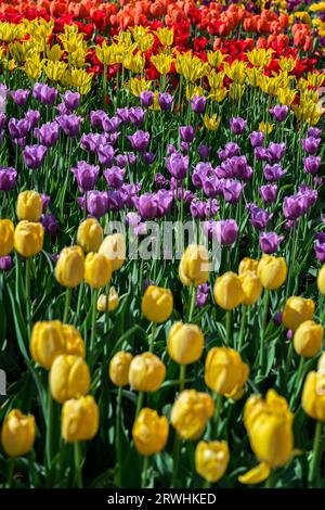 Rangées de tulipes multicolores - printemps Banque D'Images