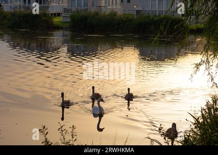 Cygnes tôt le matin sur un lac dans les Cotswolds Banque D'Images