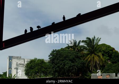 Groupe de pigeons au sommet d'un pilier de fer contre le ciel bleu. La vie sauvage Banque D'Images