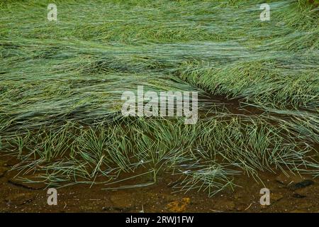 Les herbes vertes dans les eaux d'un étang de montagne font un motif étrange Banque D'Images