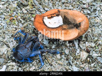 Crabe de noix de coco sur l'île de Lifou, Nouvelle-Calédonie dans le Pacifique Sud. Banque D'Images