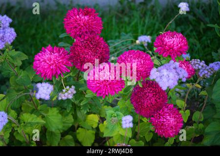 Aster rose en forme de pivoine sur un parterre de fleurs dans le jardin gros plan parmi d'autres fleurs. Banque D'Images