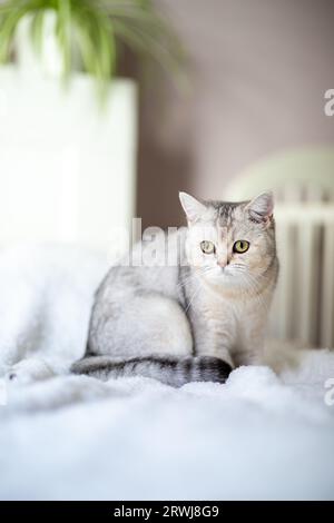 chat tabby argenté britannique à la maison. Banque D'Images