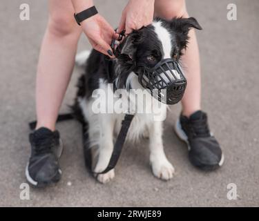 Femme marche 2 chiens. Gros plan des jambes de femmes, bordure de collie et taureau terrier dans les muzzles et sur les laisses lors d'une promenade à l'extérieur. Banque D'Images