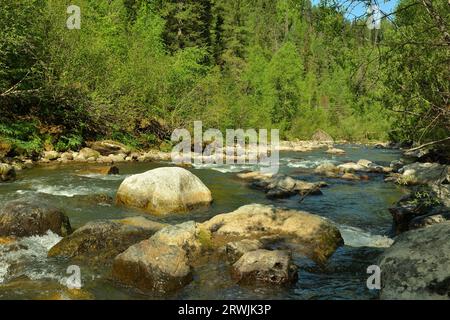 Grandes pierres dans le lit d'une belle rivière qui coule des montagnes à travers une forêt de conifères au début de la matinée d'été. Rivière Iogach, Altaï, Banque D'Images