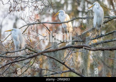 Grandes aigrettes (ardea alba) perchées sur des branches d'arbres dans une colonie d'aigrettes à Sawgrass à Ponte Vedra Beach, Floride. (ÉTATS-UNIS) Banque D'Images