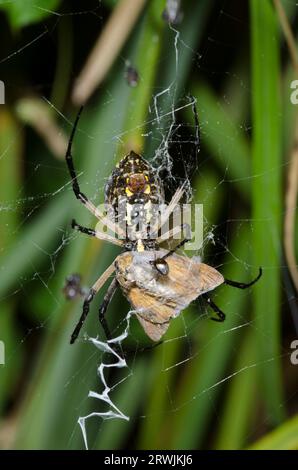 Argiope noir et jaune, Argiope aurantia, se nourrissant de Dion Skipper capturé, Euphyes dion Banque D'Images