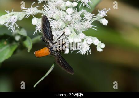 Mouche à pattes en plumes, Trichopoda sp., recherche de nourriture sur lateflowering Thoroughwort, Eupatorium serotinum Banque D'Images